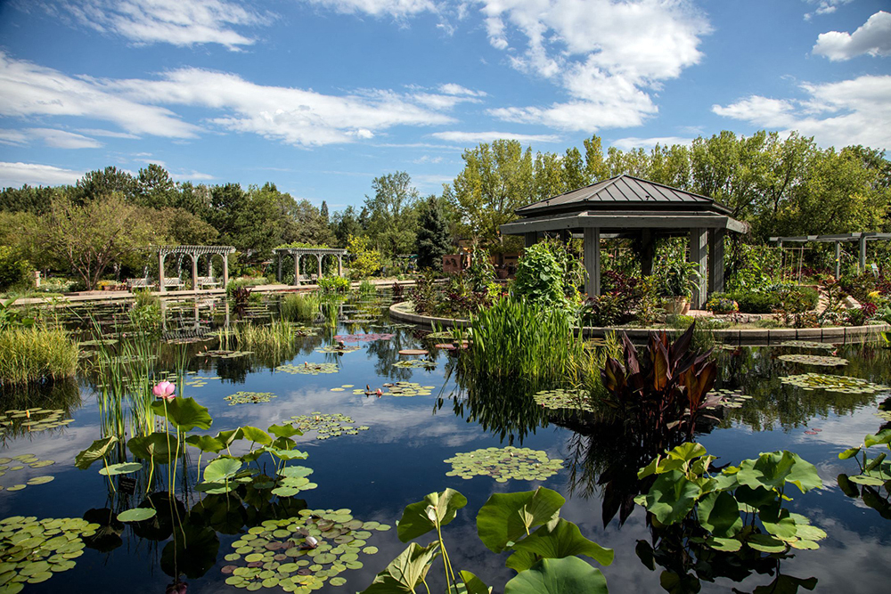 Find peace among lily pads and serene water features at Denver Botanic Gardens.